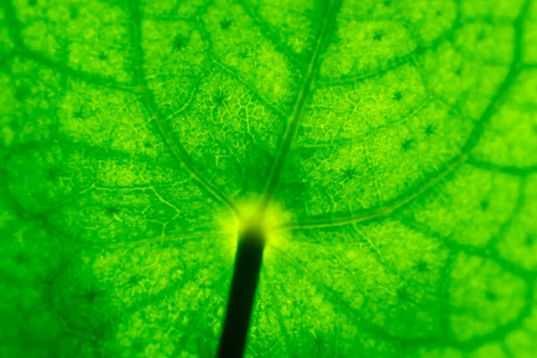 Photosynthesis Feeds the World Through Quantum Effects (Image Credits: Unsplash)