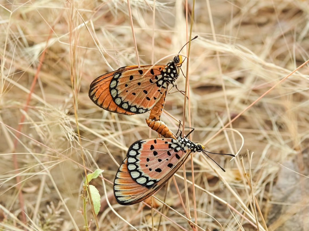 Tallgrass Prairie National Preserve, Kansas (Image Credits: Unsplash)