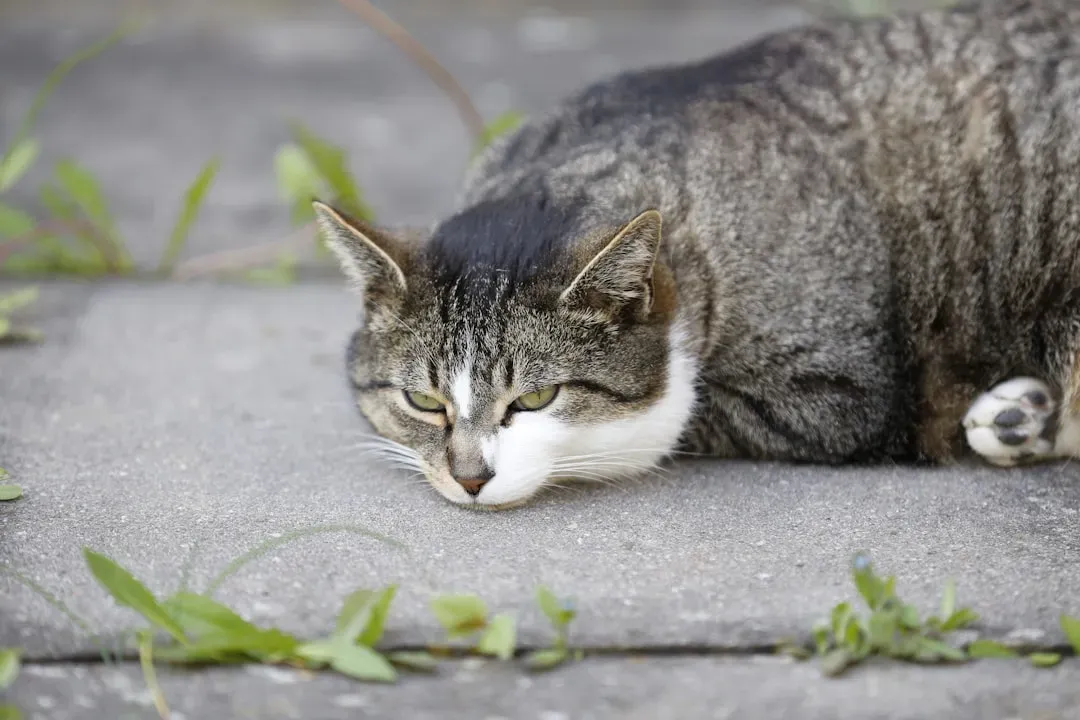 The Open Mystery: What We Still Don’t Know (Image Credits: Unsplash)