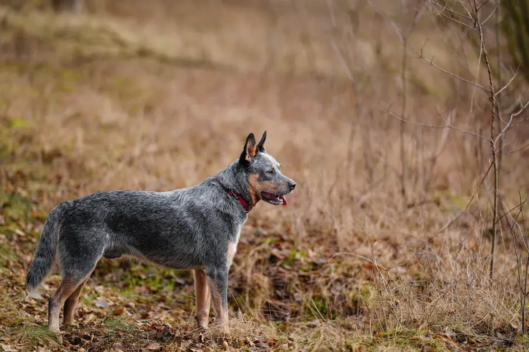 Aquarius (January 20 – February 18): Australian Cattle Dog – The Independent Thinker (Image Credits: Unsplash)