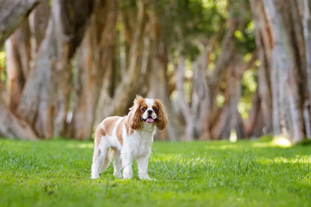 The Gentle Nurturer: Cavalier King Charles Spaniel (Image Credits: Unsplash)