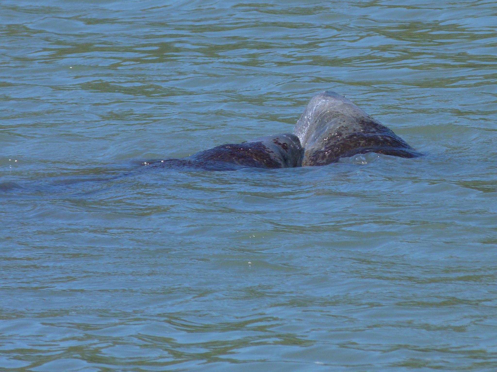 Tampa Bay, Florida (Image Credits: Wikimedia)