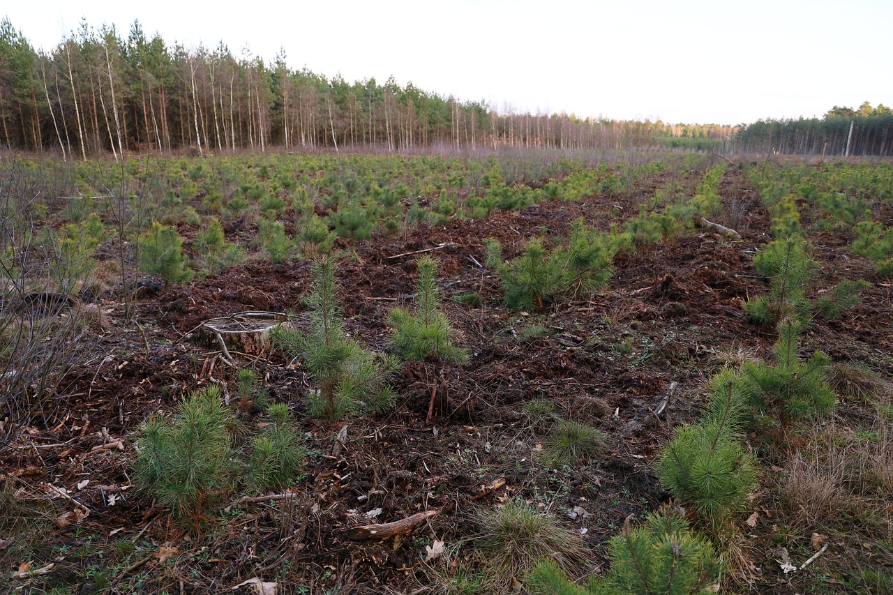 The Role of Age and Species in Electrical Output (Image Credits: Pixabay)