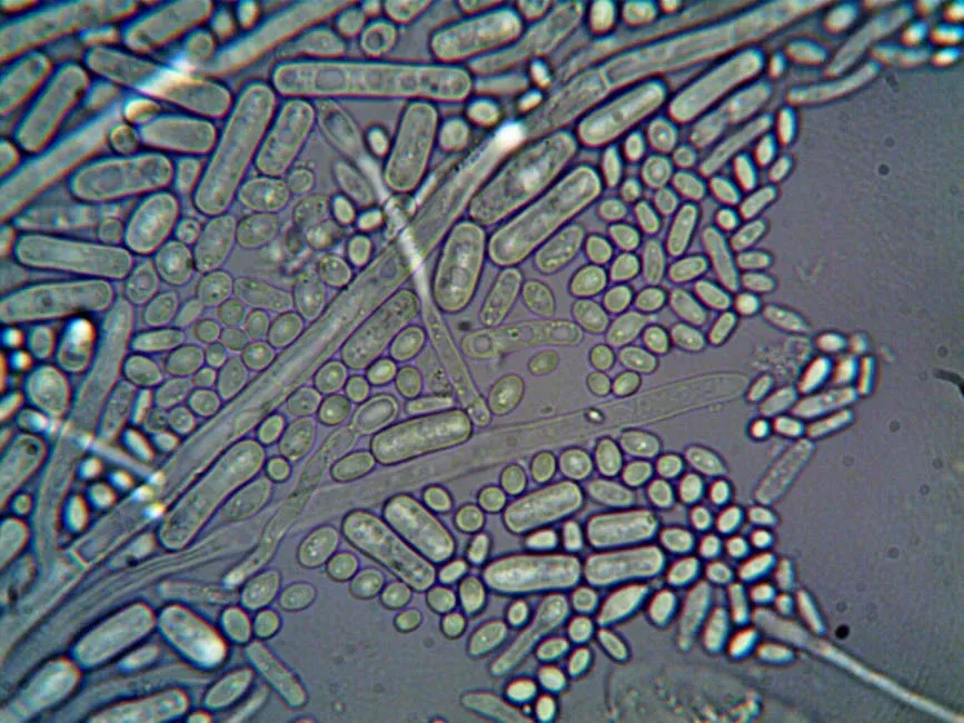 Conclusion: Life's Last Stand and Its Cosmic Legacy (Image Credits: Pexels)