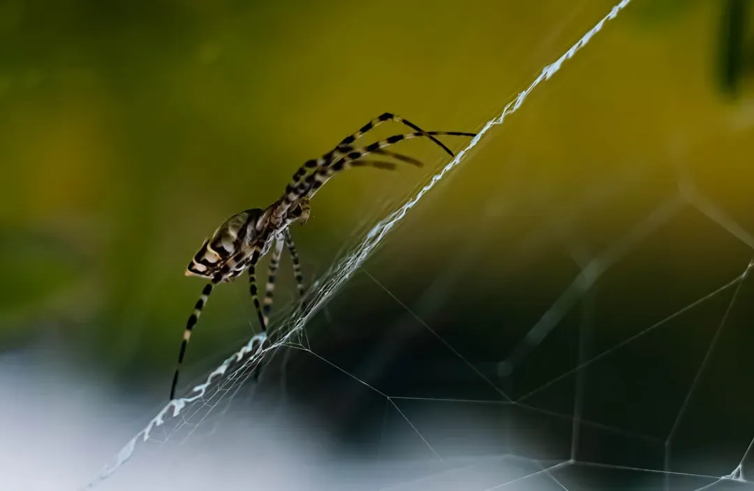 Spider Silk: Nature's Super Material (Image Credits: Unsplash)