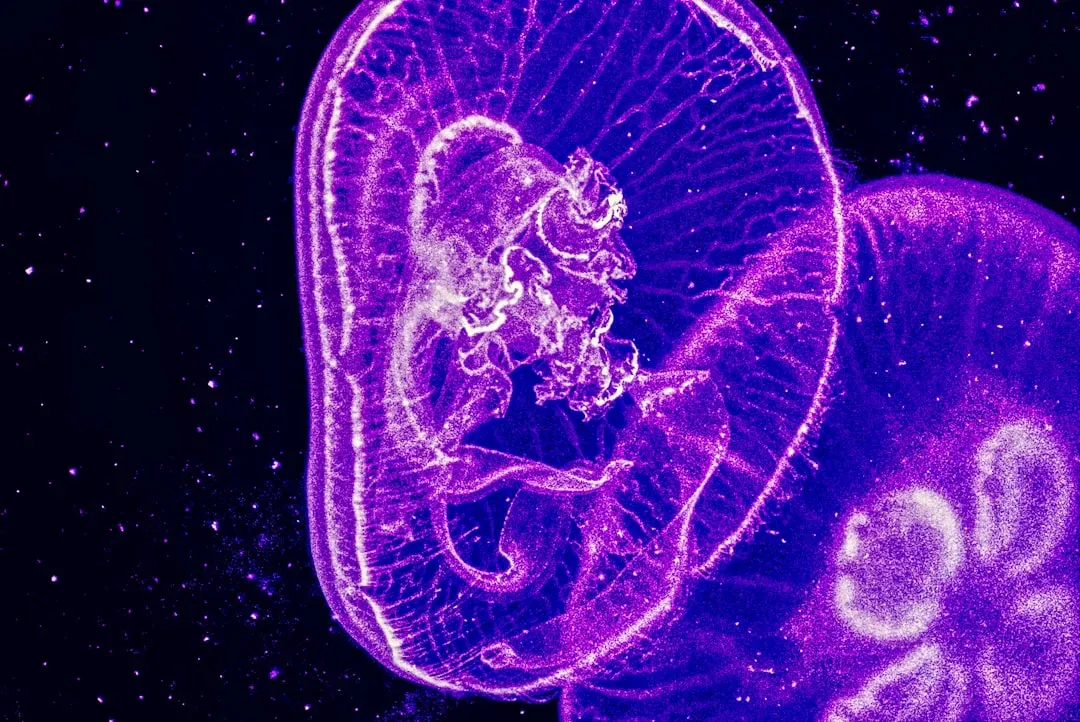 The Deep Sea’s Most Iconic Glow: From Anglerfish to Comb Jellies (Image Credits: Unsplash)