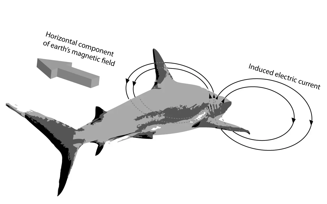 Sharks: Detecting the Weakest Electrical Whispers of Life (Image Credits: Wikimedia)