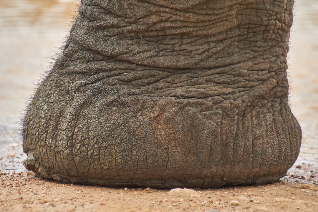 The Seismic Side of Elephant Talk (Image Credits: Unsplash)