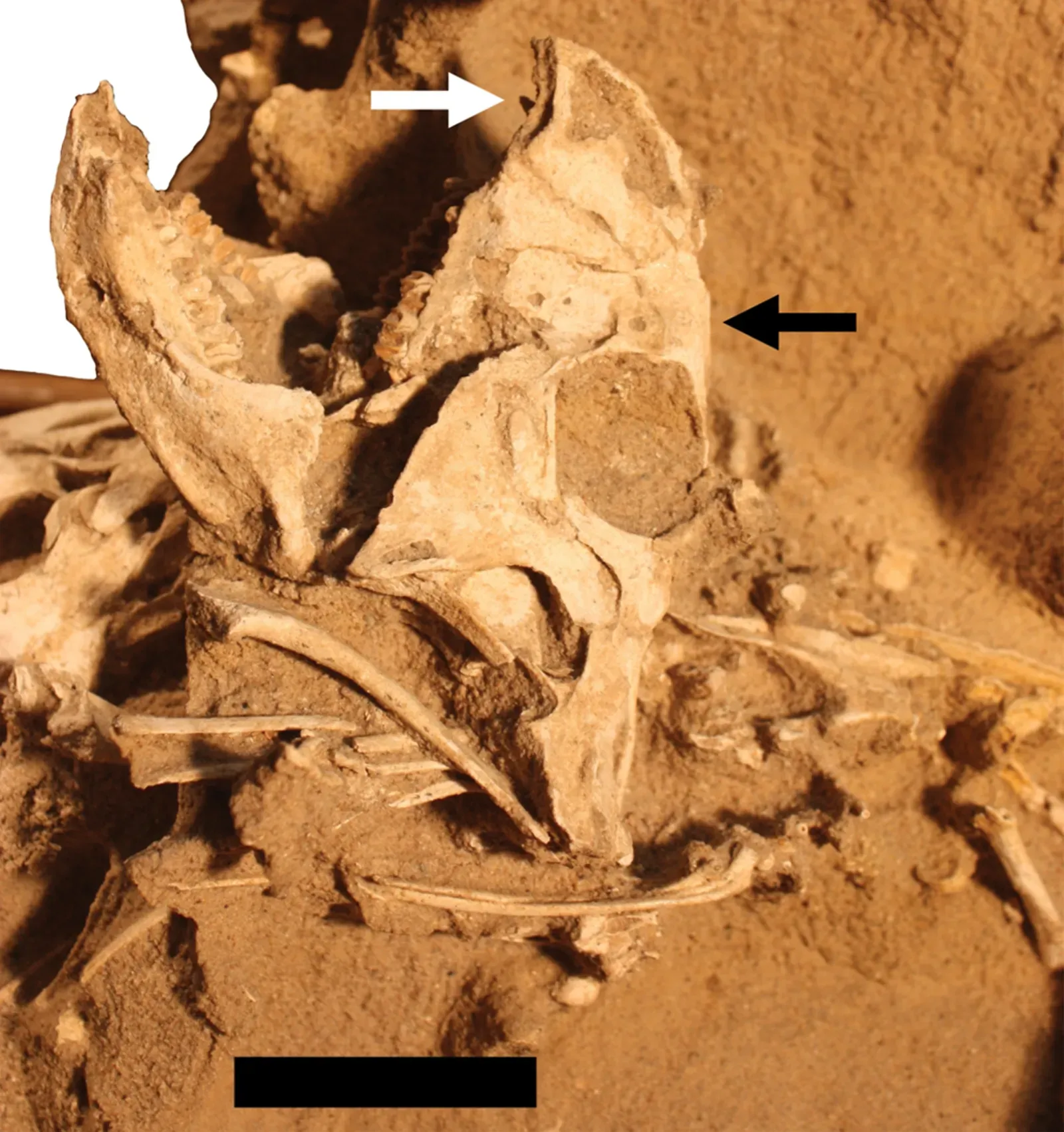 8. A damaged skull nobody thought was worth keeping ((2014). "A New Mass Mortality of Juvenile Protoceratops and Size-Segregated Aggregation Behaviour in Juvenile Non-Avian Dinosaurs". PLOS ONE 9 (11): e113306. DOI:10.1371/journal.pone.0113306. PMID 25426957. PMC: 4245121., CC BY 4.0)
