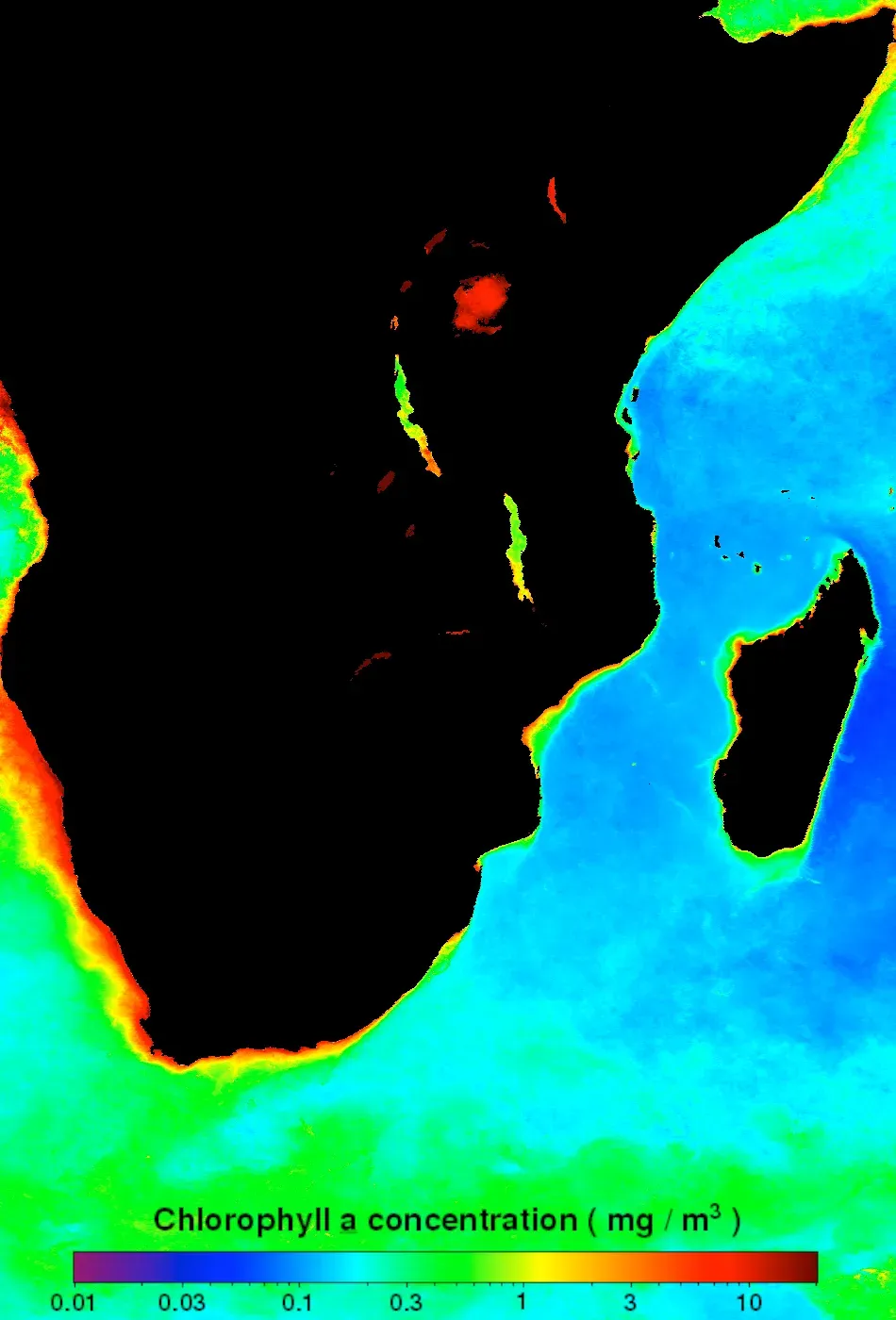 The Great Sardine Run: A Silver Storm off South Africa (Image Credits: Wikimedia)