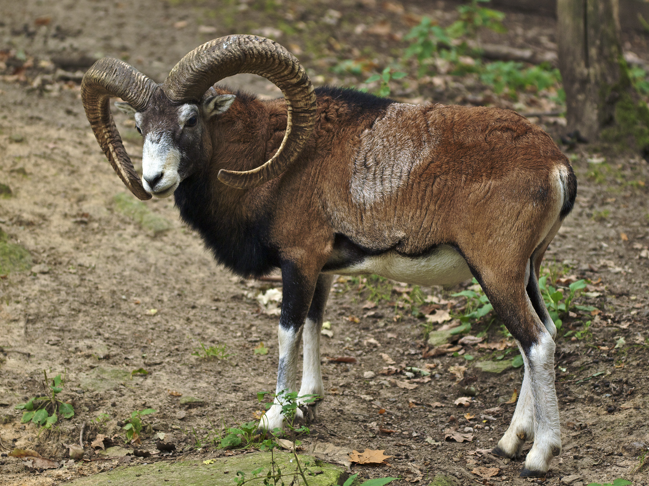 The Dark Days of Near Extinction (Image Credits: Wikimedia)