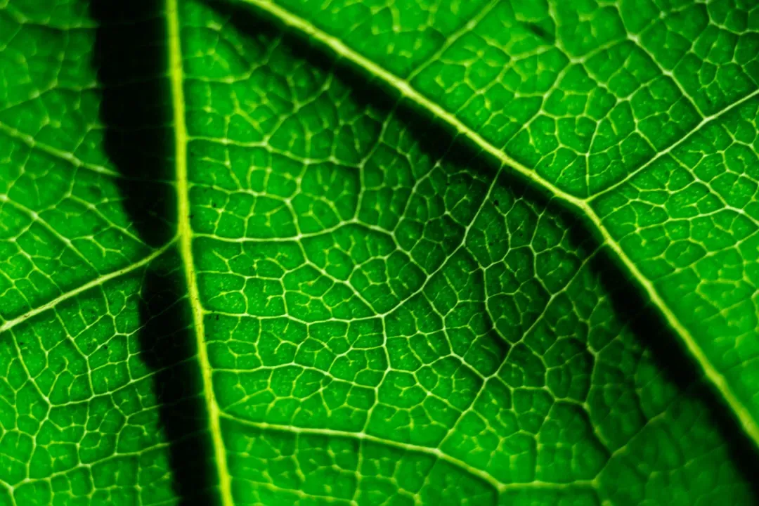 Electrical Signals Rush Through Plant Bodies Like Nerve Impulses (Image Credits: Unsplash)