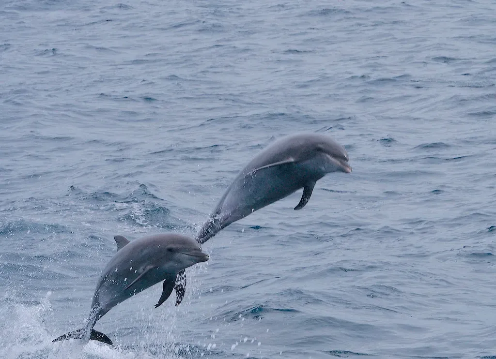 4. Bottlenose Dolphins: Social Strategists That Outsmart Our Tests Themselves (Gregory "Slobirdr" Smith, Flickr, CC BY-SA 2.0)