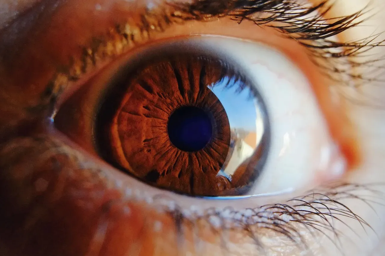 The Building Blocks: How Eyes Translate Light Into Color (Image Credits: Pixabay)