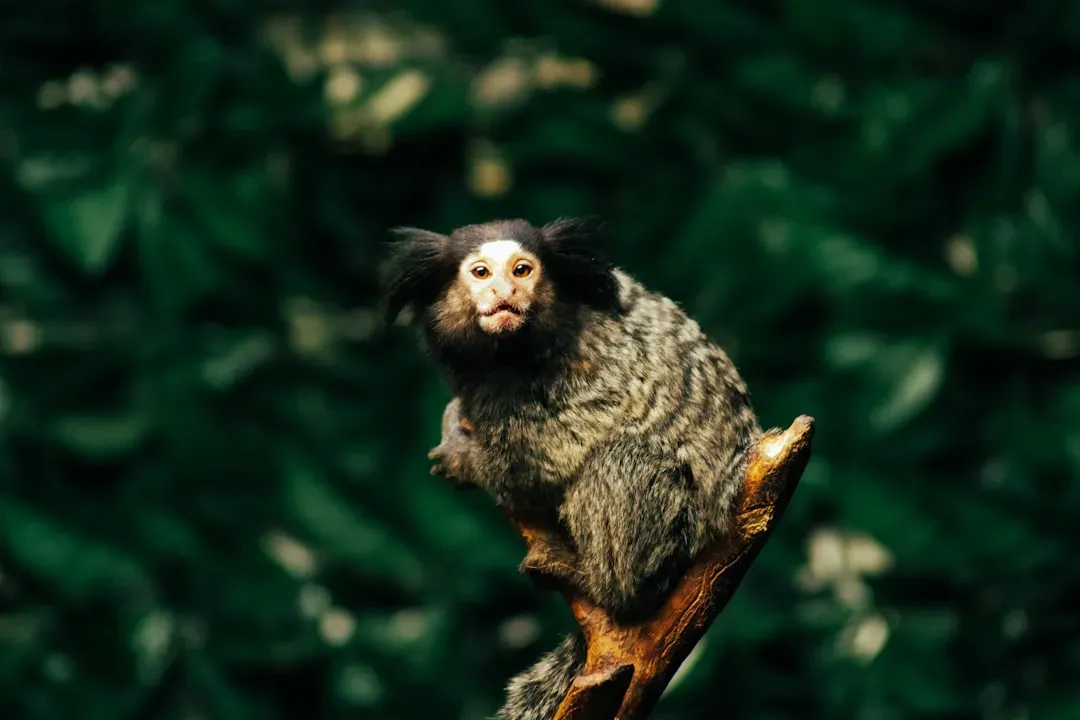 Inside the Forest: What a Marmoset “Conversation” Looks Like (Image Credits: Unsplash)