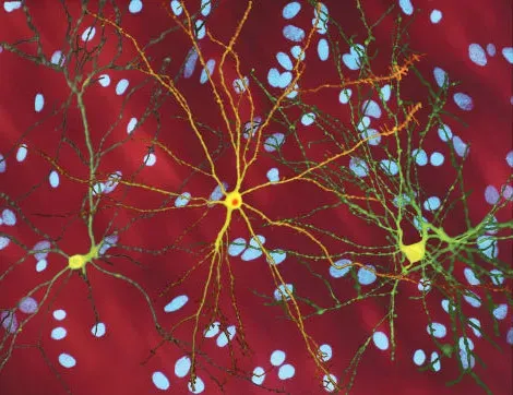 Nanotechnology: Tiny Machines Patrolling Your Cells (Image Credits: Wikimedia)