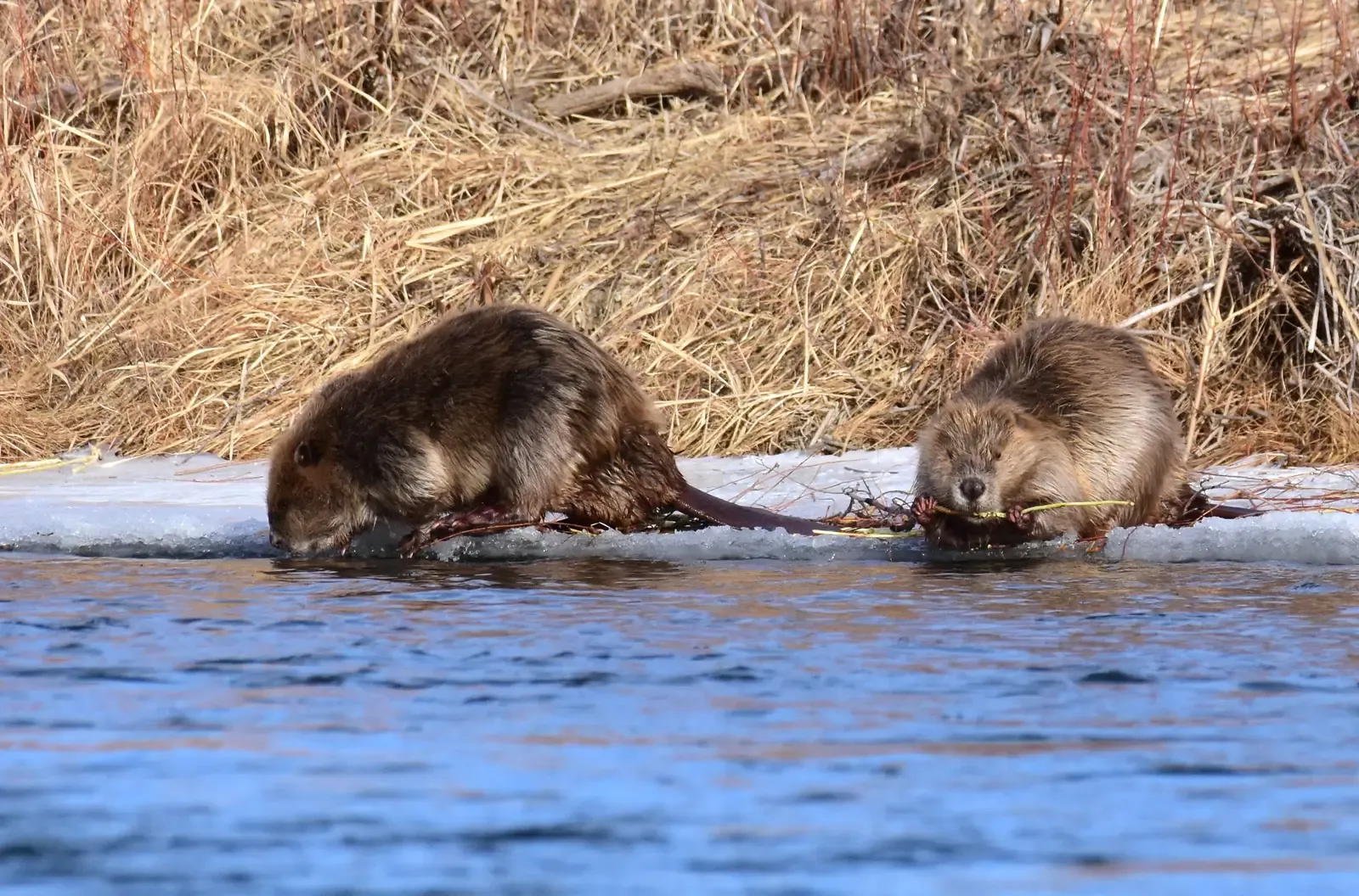 The Wild Heart Still Beats (Image Credits: Wikimedia)