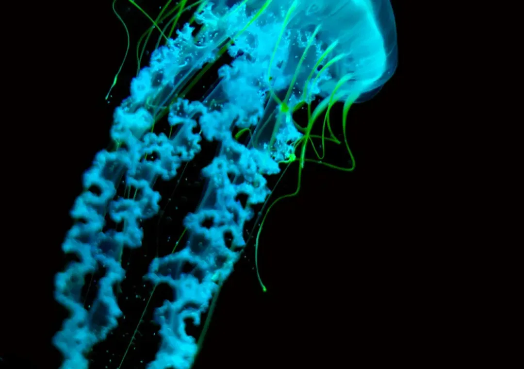 Bioluminescent Plankton: The Sea That Sparks Under Your Feet (Image Credits: Unsplash)