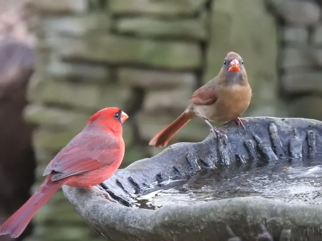 Inviting More Moments of Meaning: Creating Space for Cardinal Encounters (Image Credits: Unsplash)