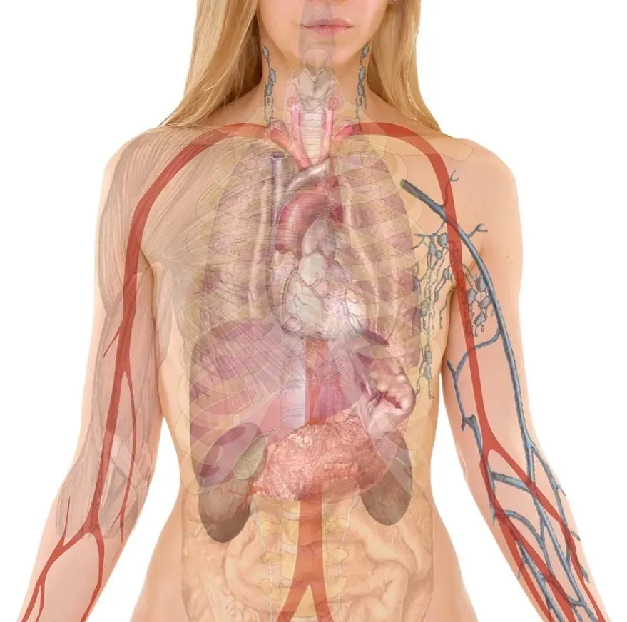 Where Do “You” End? Your Skin and Gut Are Not Clean Borders (Image Credits: Pixabay)