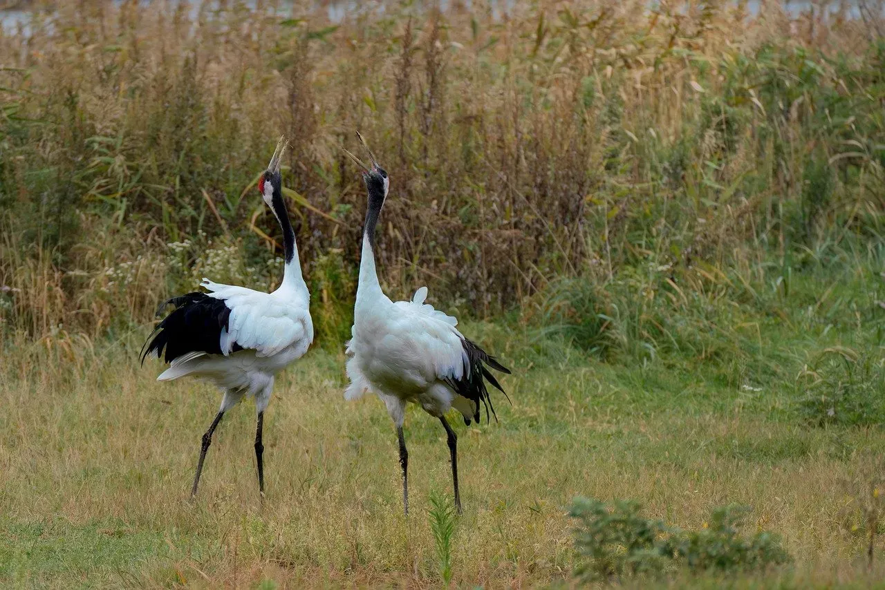 Their Courtship Dance Inspired Ancient Human Ceremonies (Image Credits: Pixabay)