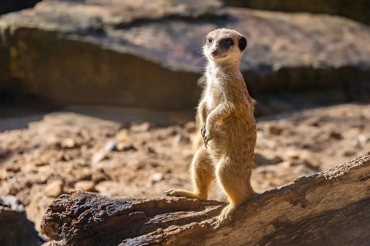 Virgo – The Hyper-Vigilant Meerkat Scanning Every Detail (Image Credits: Pixabay)