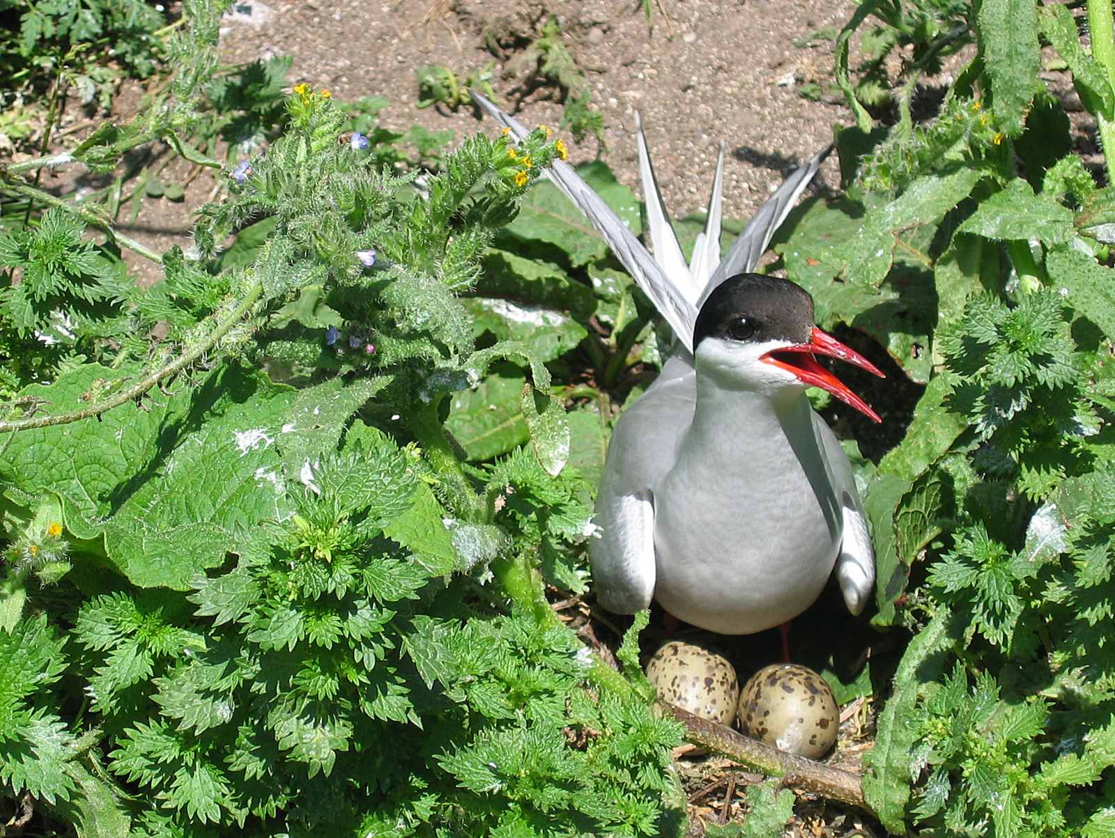 The Quest for Perfect Breeding Conditions (Image Credits: Wikimedia)