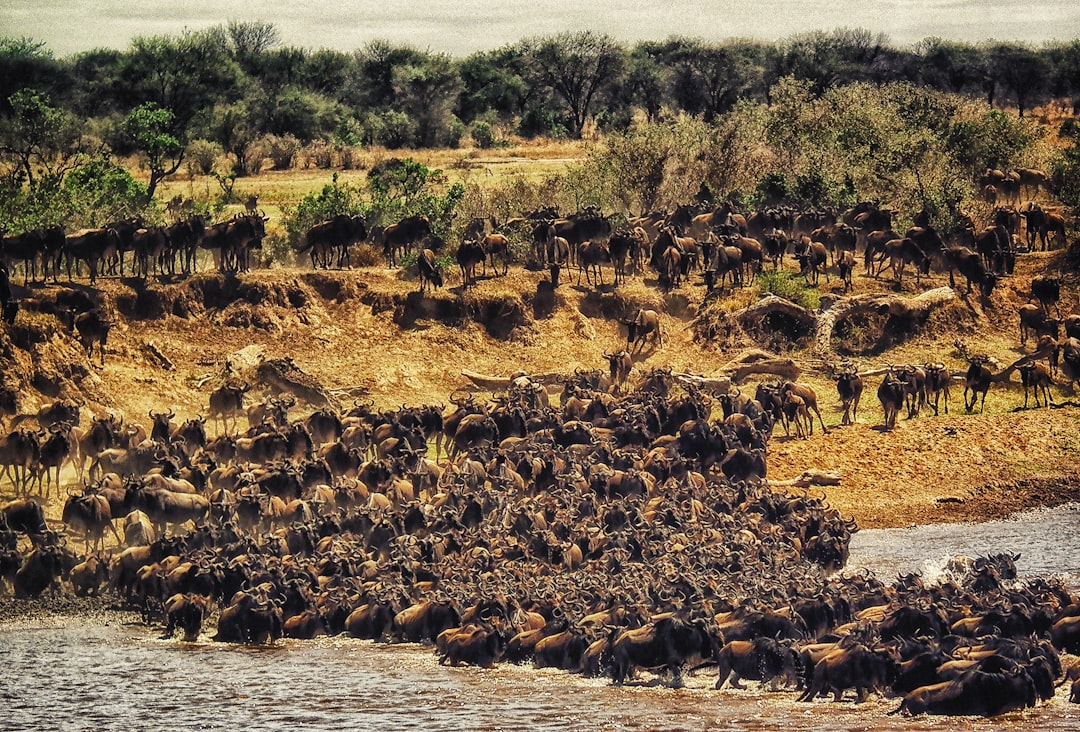 The Wildebeest: The Community Follower (Image Credits: Unsplash)