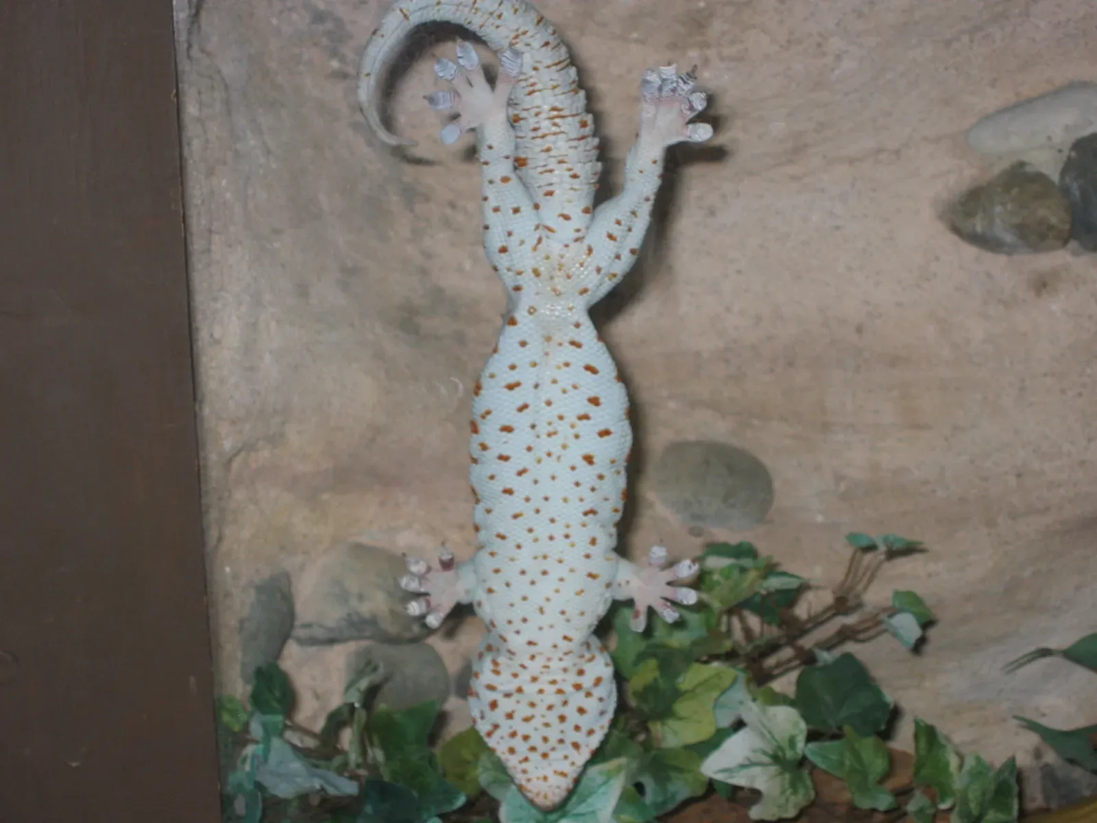 The Gecko Grip: Climbing Walls, Robotic Hands, and Space Repairs (Image Credits: Wikimedia)