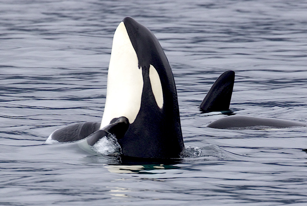Leo: The Killer Whale (Image Credits: Flickr)