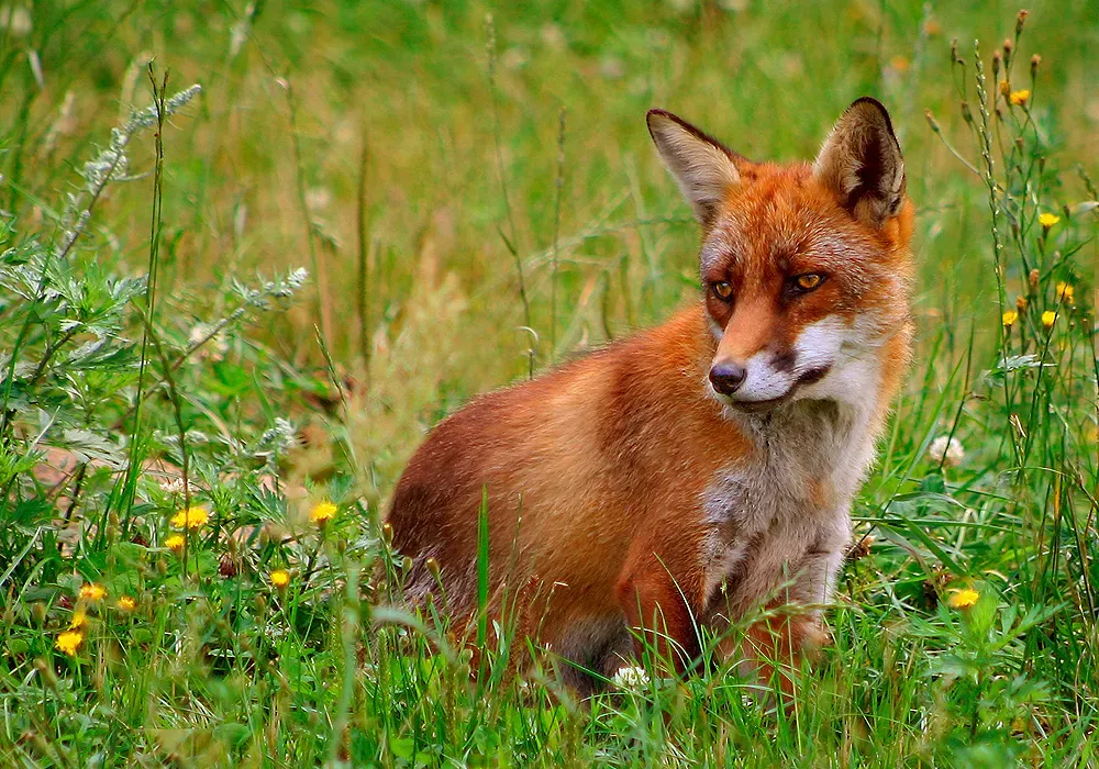 Gemini – The Red Fox (By Malene Thyssen, CC BY 2.5)