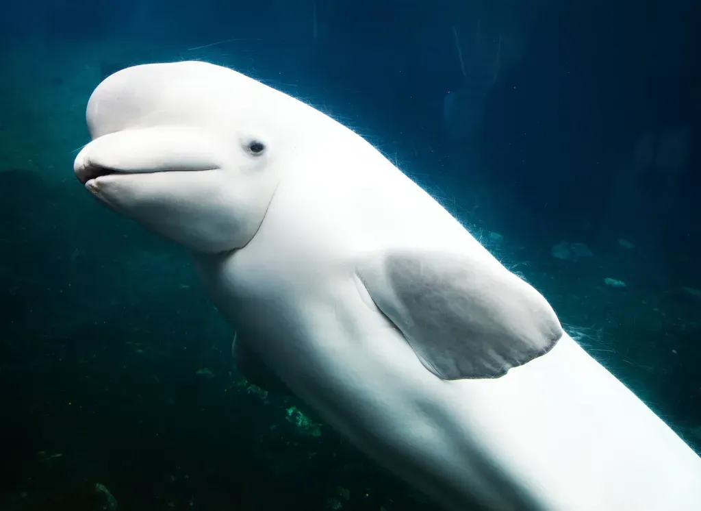 Libra – You Are the Beluga Whale, Social Diplomat of the Arctic Seas (Image Credits: Rawpixel)