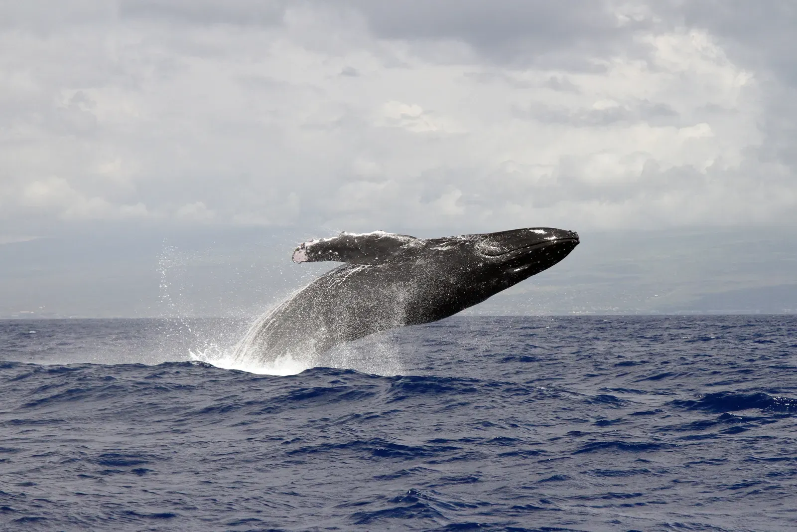 Humpback Whale: A Giant Saved When We Finally Listened to the Numbers (HIHWNMS -- Breaching Humpback Whale, Public domain)