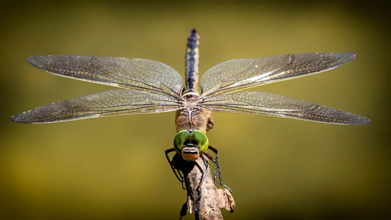 Seeing the Giants in Modern Insects Around You (Image Credits: Pixabay)