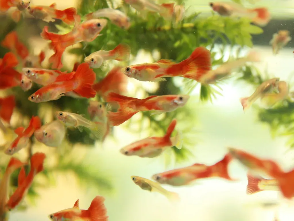 Guppies, Emotions, and the Temptation to Humanize Their Choices (Image Credits: Flickr)