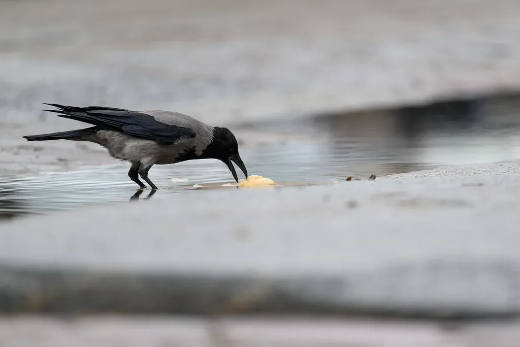 Tool-Making Mastery: Crows That Engineer Their Own Equipment (Henry Söderlund, Flickr, CC BY 2.0)