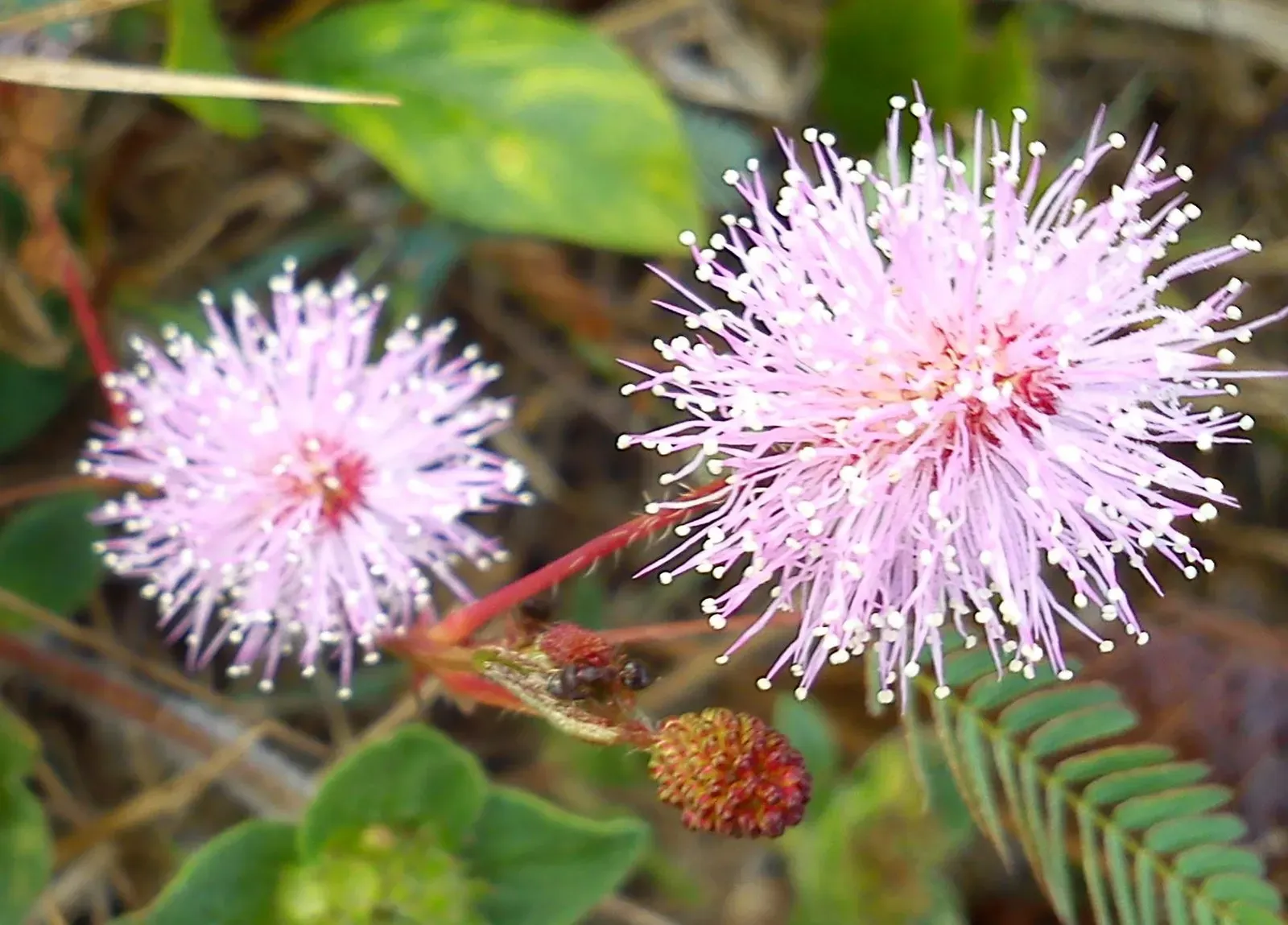 9. Sensitive Plant (Mimosa pudica): The Drama Queen That Plays Defense (Image Credits: Wikimedia)