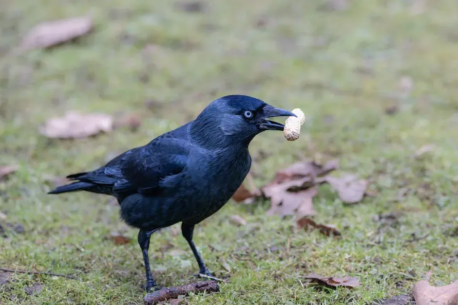 How Your Behavior Encourages (Or Discourages) Crow Gifts (Image Credits: Pexels)