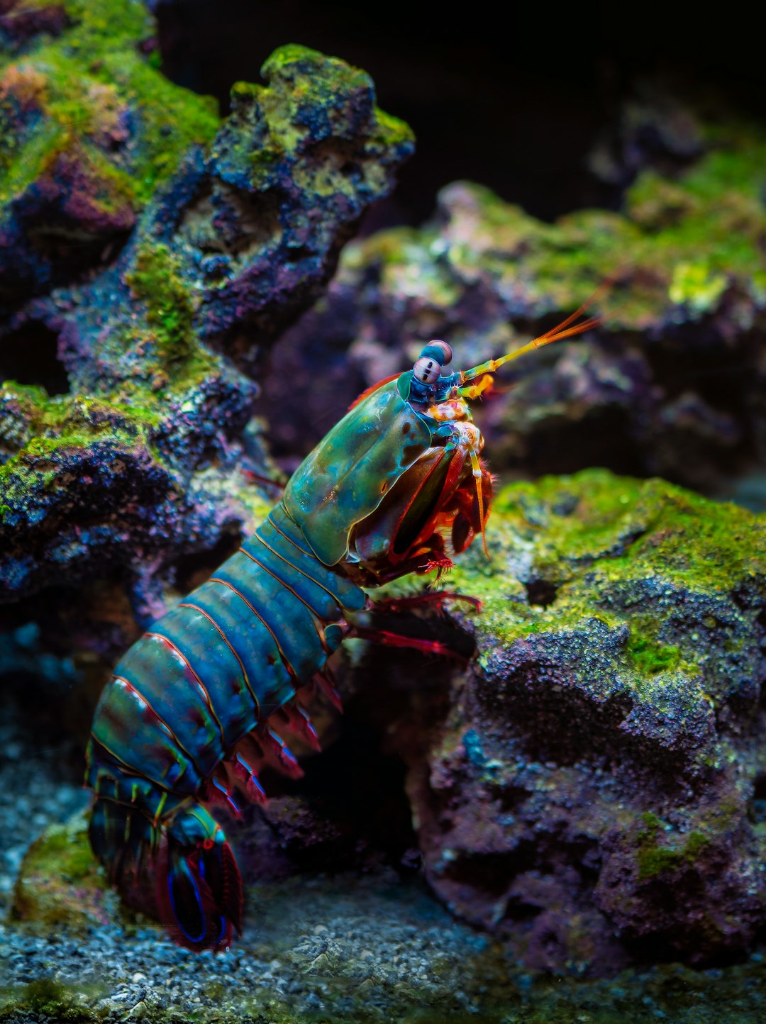 Fire Unleashed: Mantis Shrimps and Warm-Body Hunters (Image Credits: Unsplash)