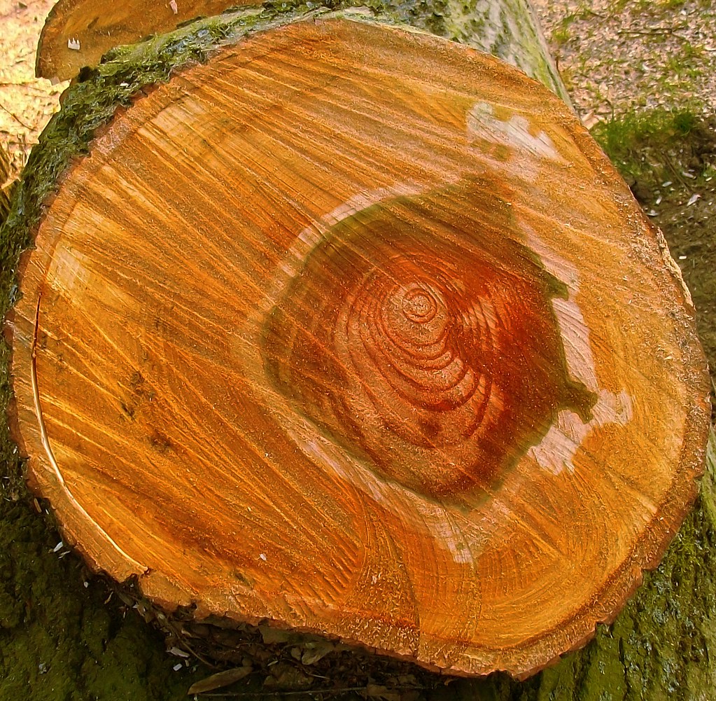 How Trees Become Cosmic Detectors (Image Credits: Flickr)