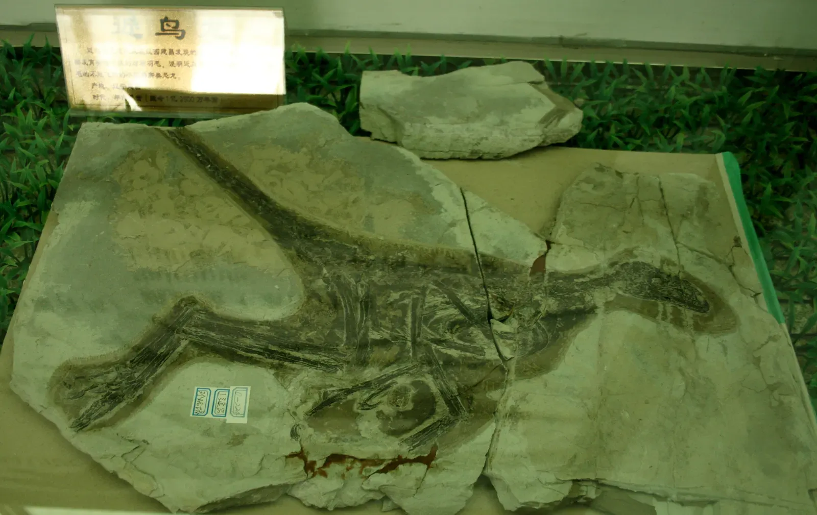 #2 - The First "Feathered Raptors" Drawn Like 1990s Movie Monsters With Plumes (Feathered dinosaur: Shandong Tianyu Museum of NatureUploaded by FunkMonk, CC BY-SA 2.0)