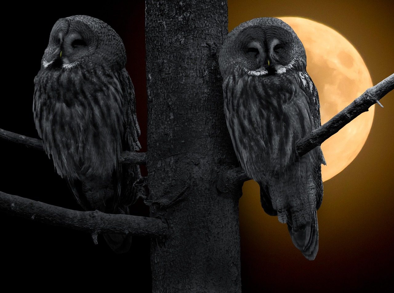 The Owl: Keeper of Sacred Knowledge (Image Credits: Pixabay)