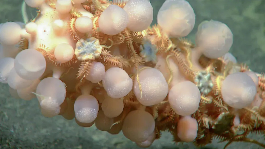 2. The Death-Ball Sponge That Eats Meat (Image Credits: Flickr)