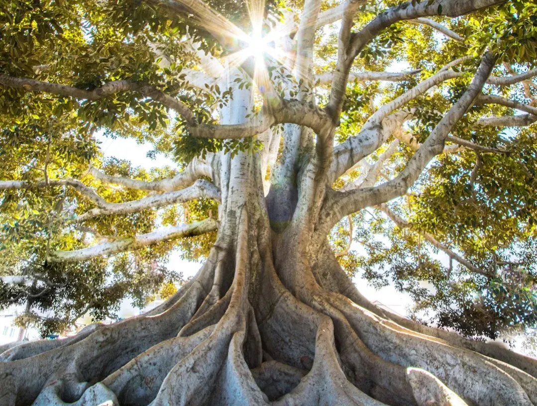 Guardians of Time: Our Responsibility to Earth’s Oldest Trees (Image Credits: Unsplash)