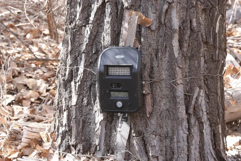 Instant Species Recognition From Camera Traps (Image Credits: Wikimedia)