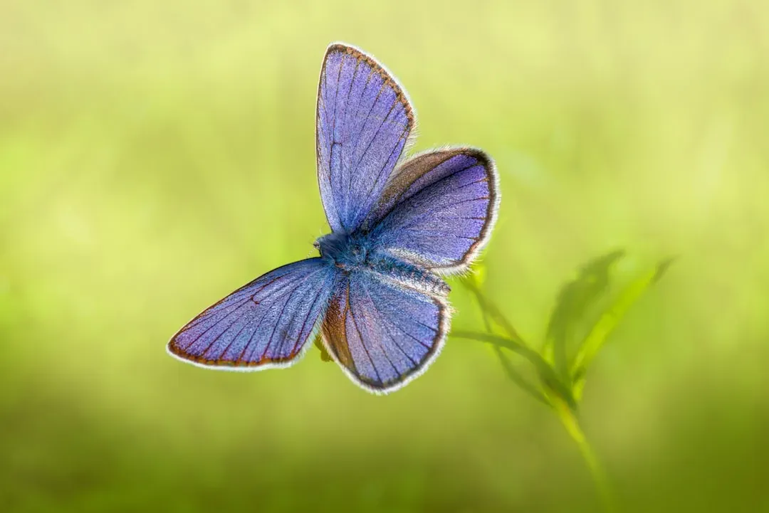 Butterflies: ultraviolet fashion and secret signaling (Image Credits: Unsplash)