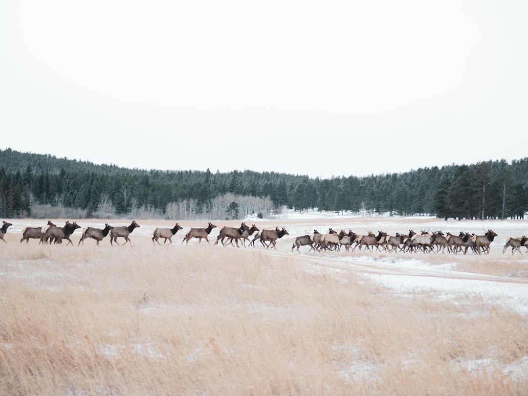 The Migration Lines: Ancient Routes in a Warming North (Image Credits: Unsplash)