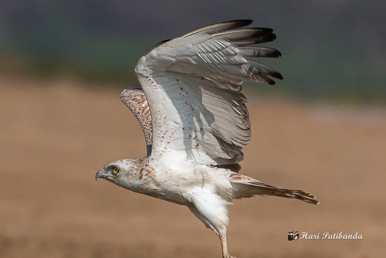 2. Snake Eagles – The True Snake Specialists (A Short Toed Snake Eagle Taking Off, CC BY 2.0)