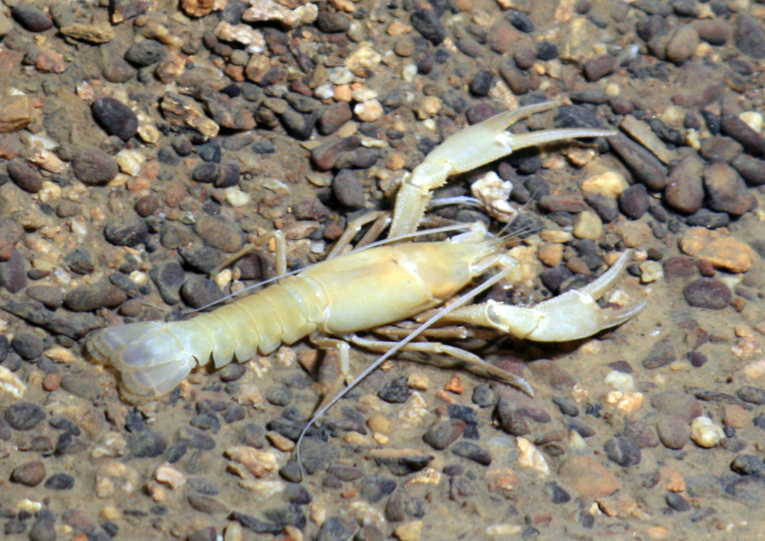 Time Capsules of Evolution Sealed Underground (Image Credits: Wikimedia)