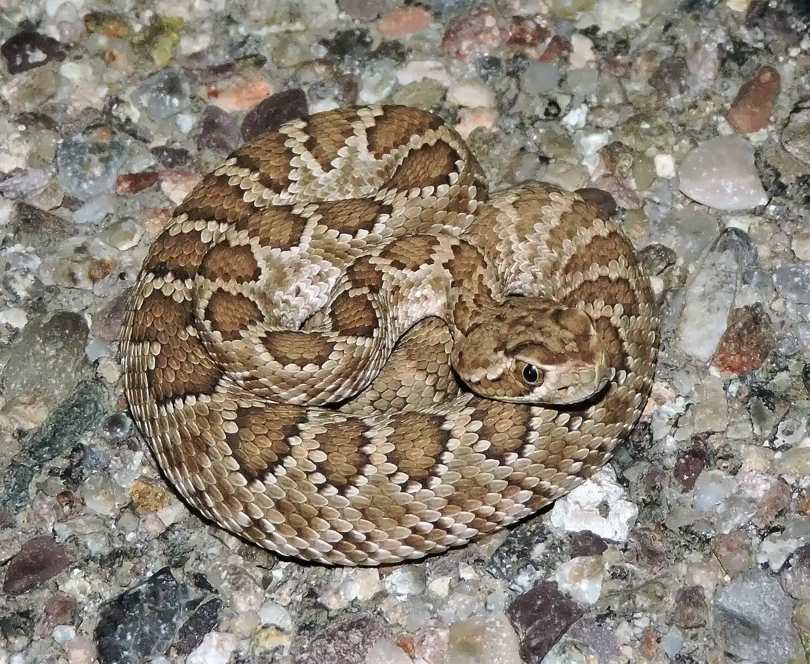 3. Mojave Rattlesnake (Crotalus scutulatus) (By jimeckert49, CC BY 4.0)